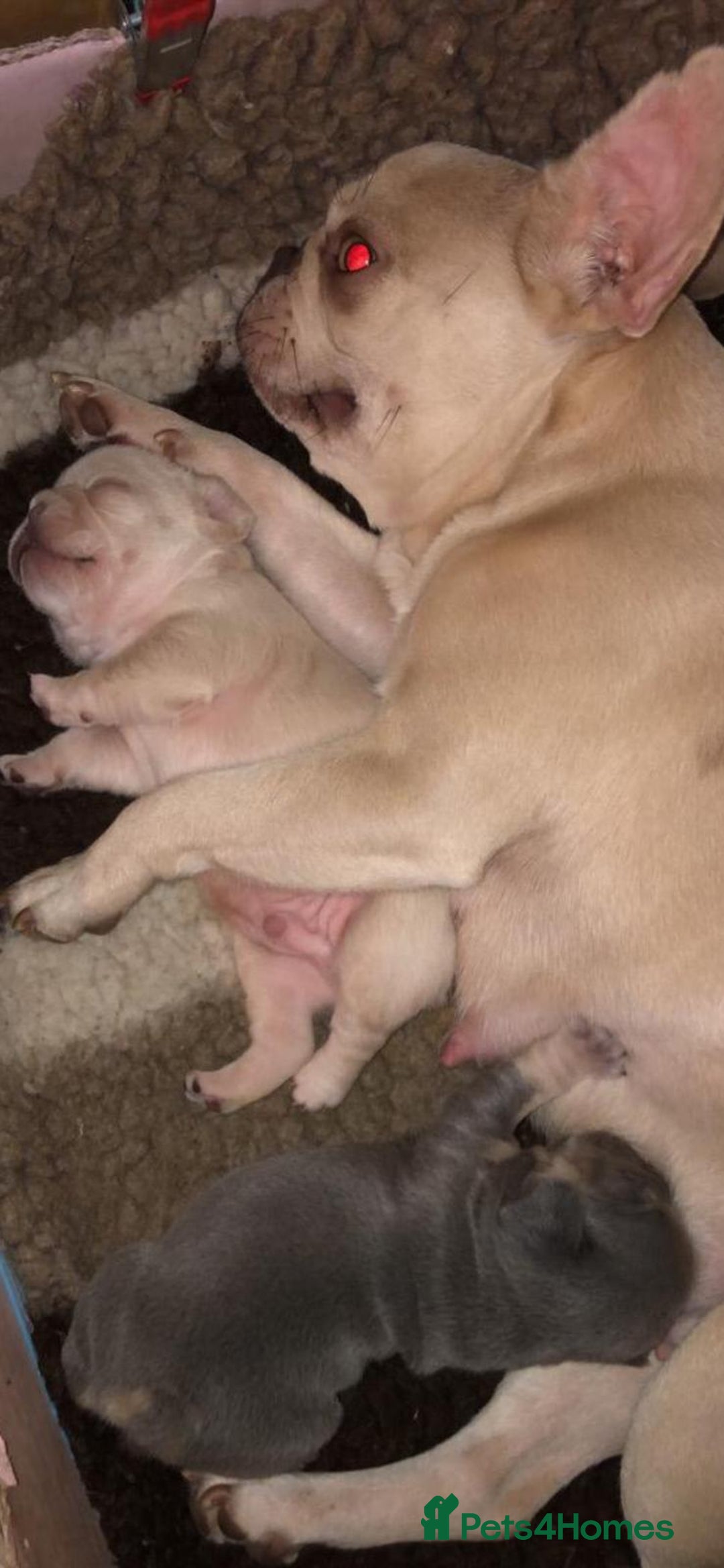 French Bulldog dogs for sale: French Bulldog Puppies - Image 2