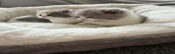 British Shorthair cats for sale: GCCF BSH Lilac Bilcolour chunky 🐱  - Advert 11