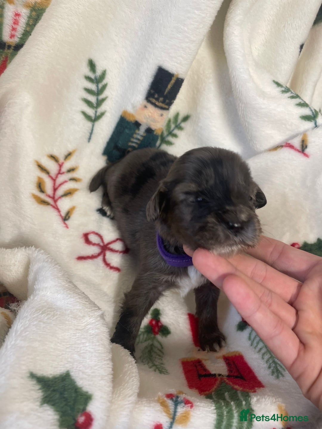 Cocker Spaniel dogs for sale: Cockers  - Advert 8