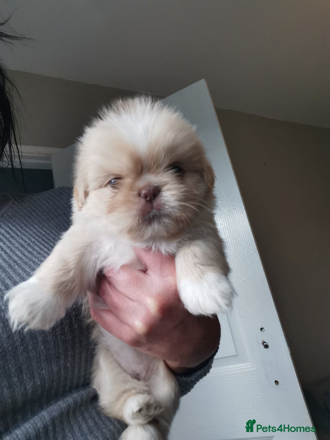 Shih Tzu dogs for sale: Adorable fluufy shihtzus  - Advert 6