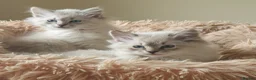 Siberian cats for sale: Stunning Neva Masquerade Girl - Advert 3