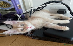 Maine Coon cats for sale: 4 Maine coon kittens white or ginger - Image 6