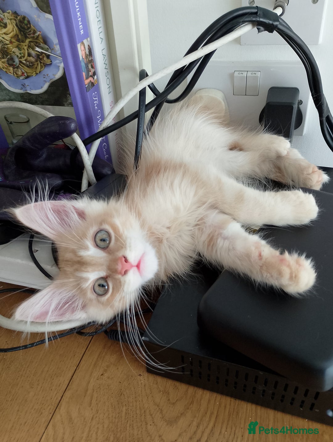 Maine Coon cats for sale: 4 Maine coon kittens white or ginger - Image 6
