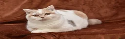 British Shorthair cats for sale: British shorthair lilac tortie harlequin female  in Bromley - Advert 5