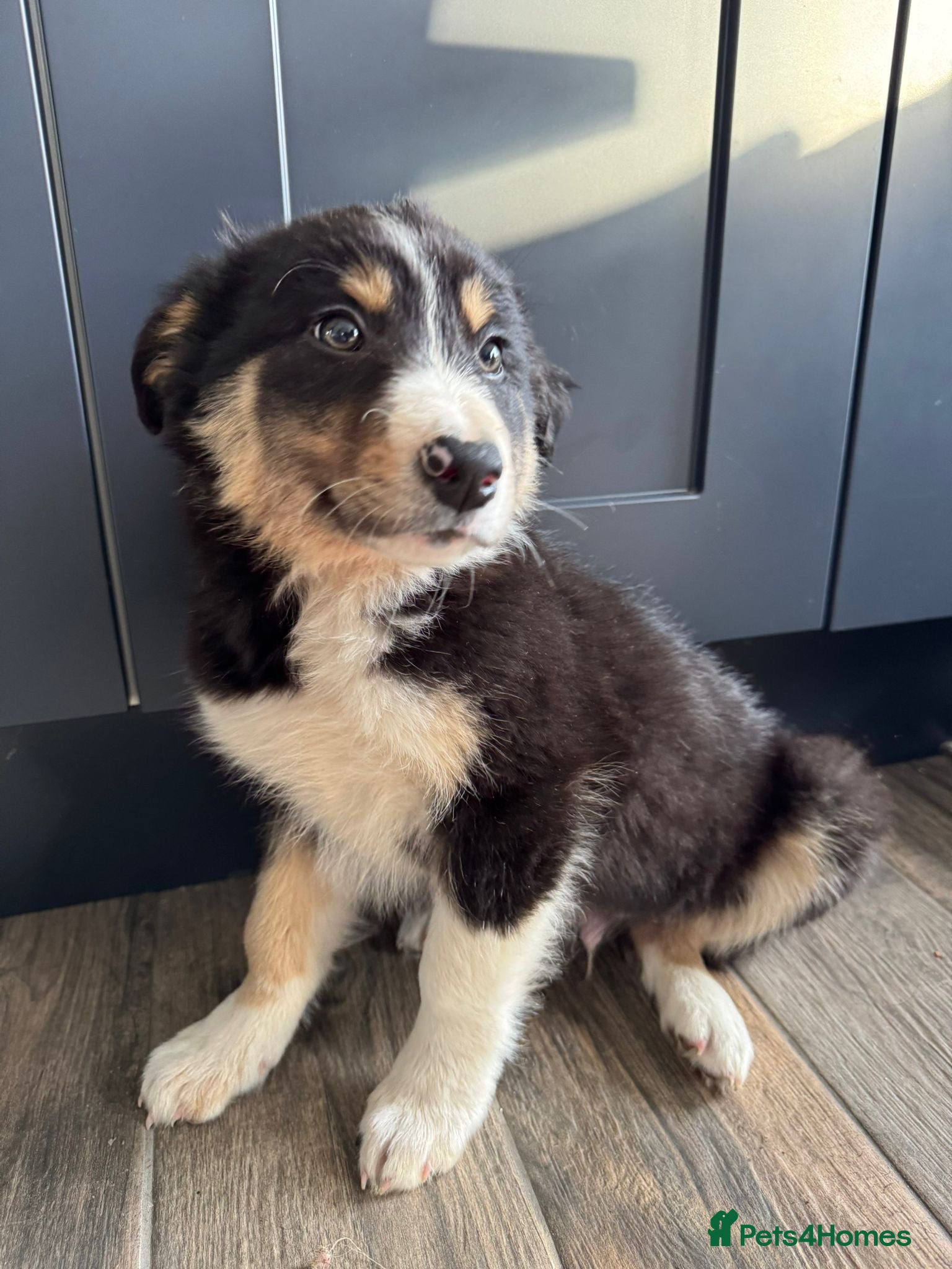 Border Collie dogs Beautiful Border Collie Puppies  - Advert 1