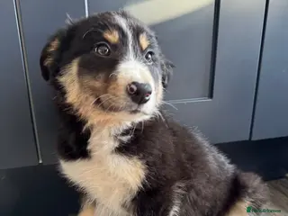 Border Collie dogs Beautiful Border Collie Puppies - Advert 1