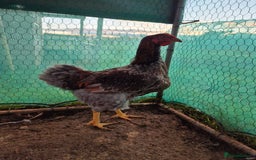 Chickens poultry for sale: 2 x large fowl wyandotte cockerals - Advert 6