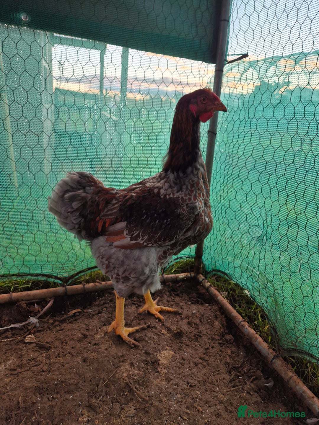 Chickens poultry for sale: 2 x large fowl wyandotte cockerals - Advert 6