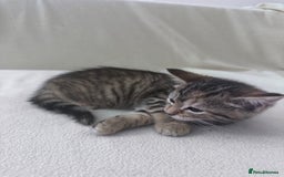 Mixed Breed cats for sale: Cute kittens looking for nice home  - Image 14