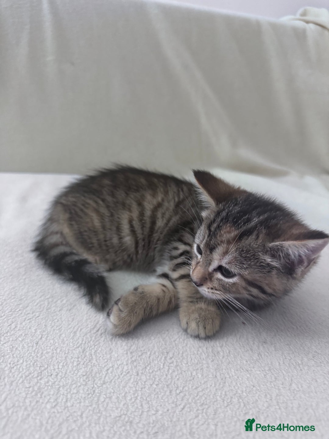Mixed Breed cats for sale: Cute kittens looking for nice home  - Image 14