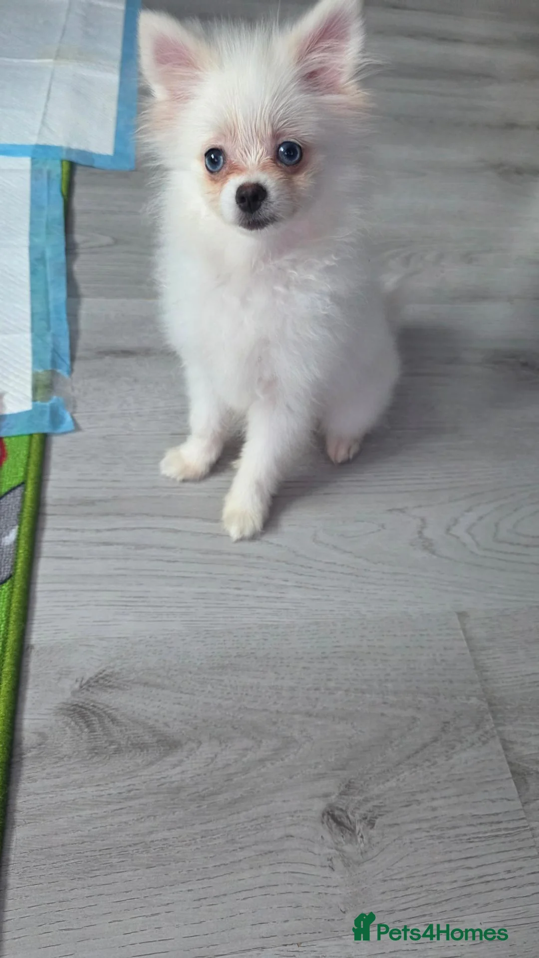 Pomeranian dogs for sale: Adorable tiny pomeranian girl - Advert 1