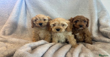 Cavapoo dogs - Advert 9
