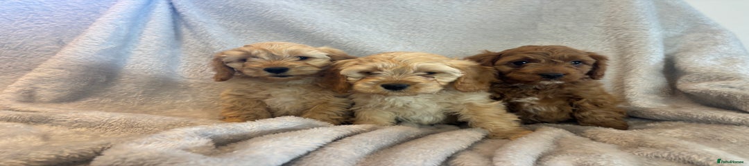 Cavapoo Puppy 1