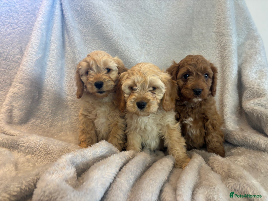 Cavapoo dogs for sale: Health tested cavapoo puppies - Image 2