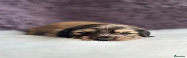 Miniature Dachshund 1
