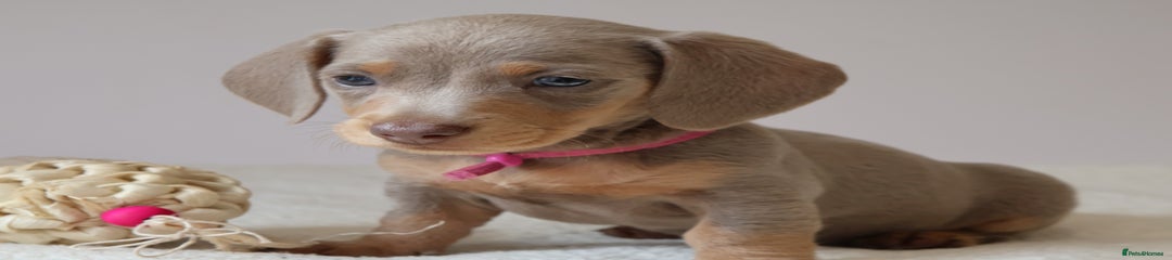 Miniature Dachshund Puppy 1