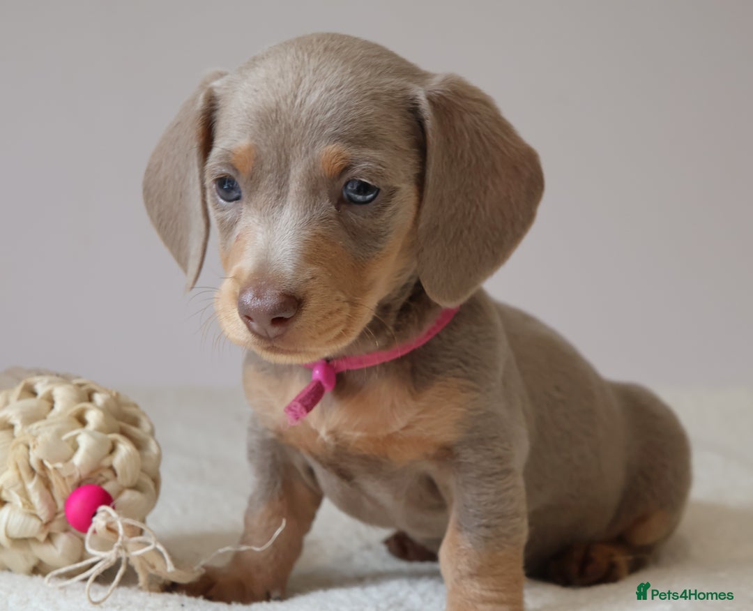 Miniature Dachshund dogs for sale:  🌟5StarsLicense+Holistic+KC+VetChecked+PRA Clear+ - Image 13