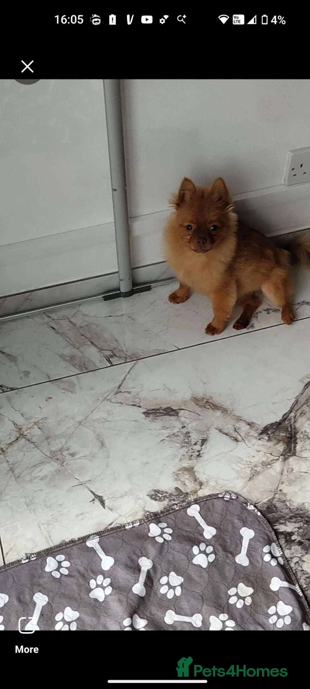 Pomeranian dogs for sale: Miss  - Advert 2
