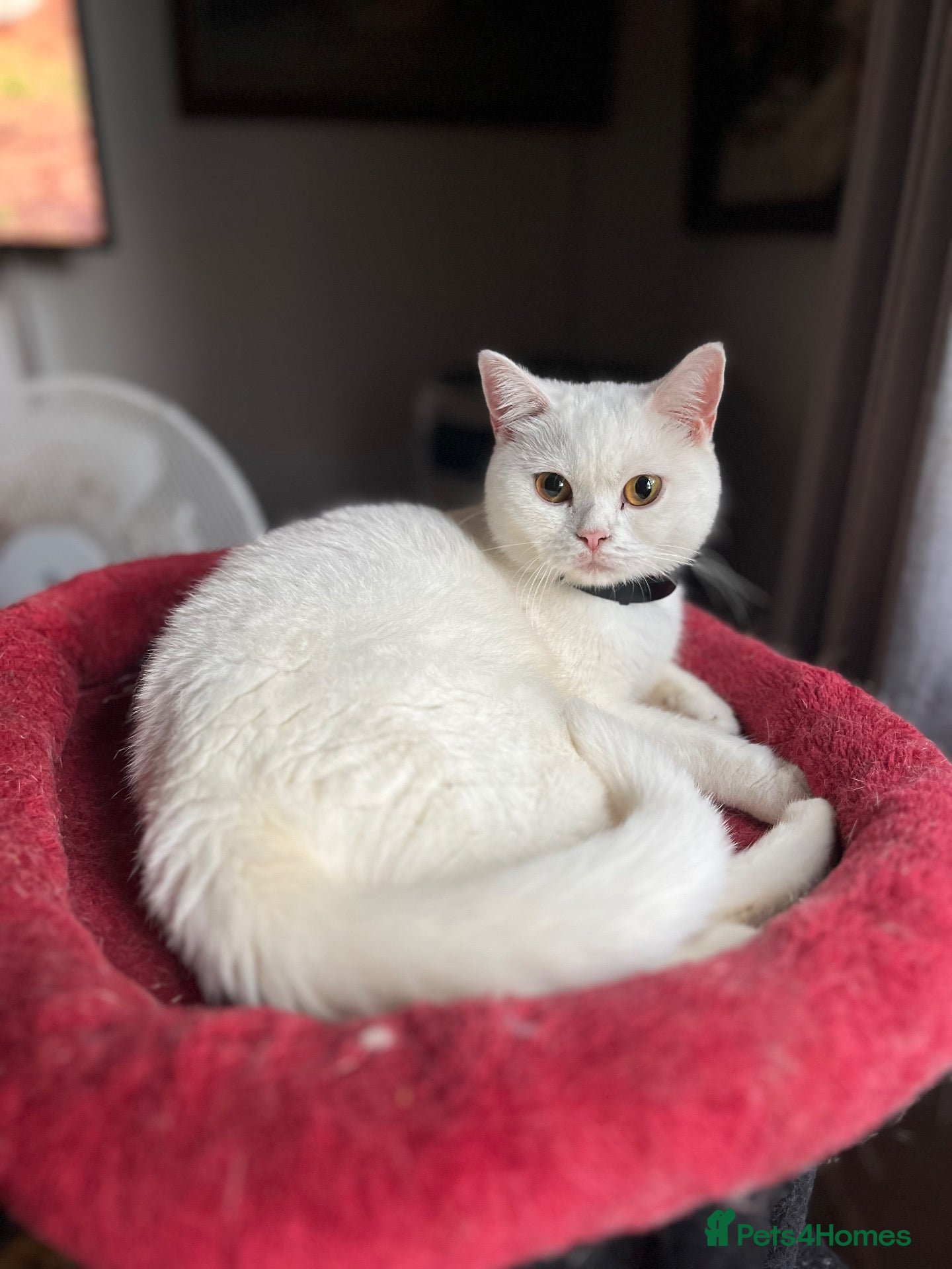 British Shorthair cats for sale: Gccf female adult British Shorthair  - Advert 16