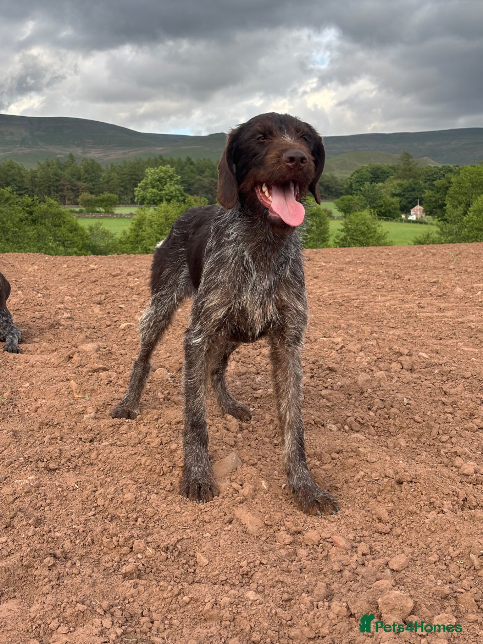 German Wirehaired Pointer dogs German Wirehaired Pointer at Stud - Advert 2