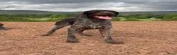 German Wirehaired Pointer dogs for stud: German Wirehaired Pointer at Stud - Advert 2