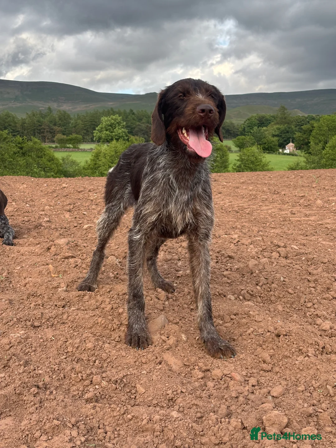 German Wirehaired Pointer dogs for stud: German Wirehaired Pointer at Stud - Advert 2