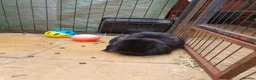 Mini Lop rabbits for sale: Spayed/neutered rabbits for adoption, vac Rhd2 - Advert 3