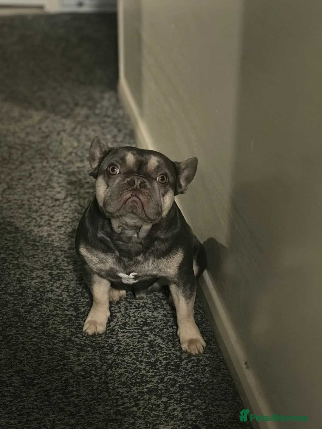 French Bulldog dogs for sale: Male French bulldog  - Advert 2