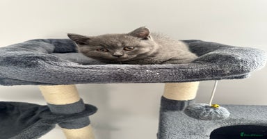 British Shorthair cats - Advert 12