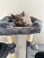 British Shorthair cats - Advert 1