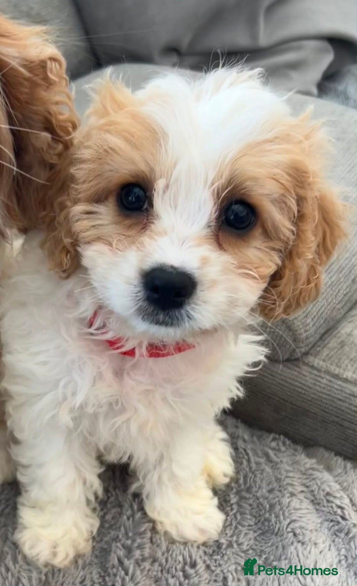 Cavapoo dogs F1 Girl (1 left) Cavapoo - viewings this weekend  - Advert 1