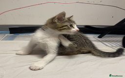 European cats for sale: Four Gorgeous Kittens Looking for Forever Homes - Image 15
