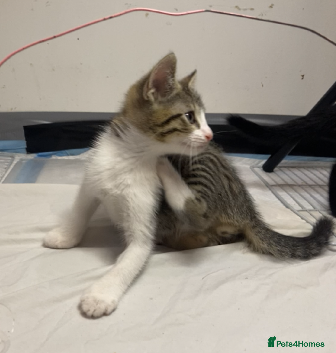 European cats for sale: Four Gorgeous Kittens Looking for Forever Homes - Image 15