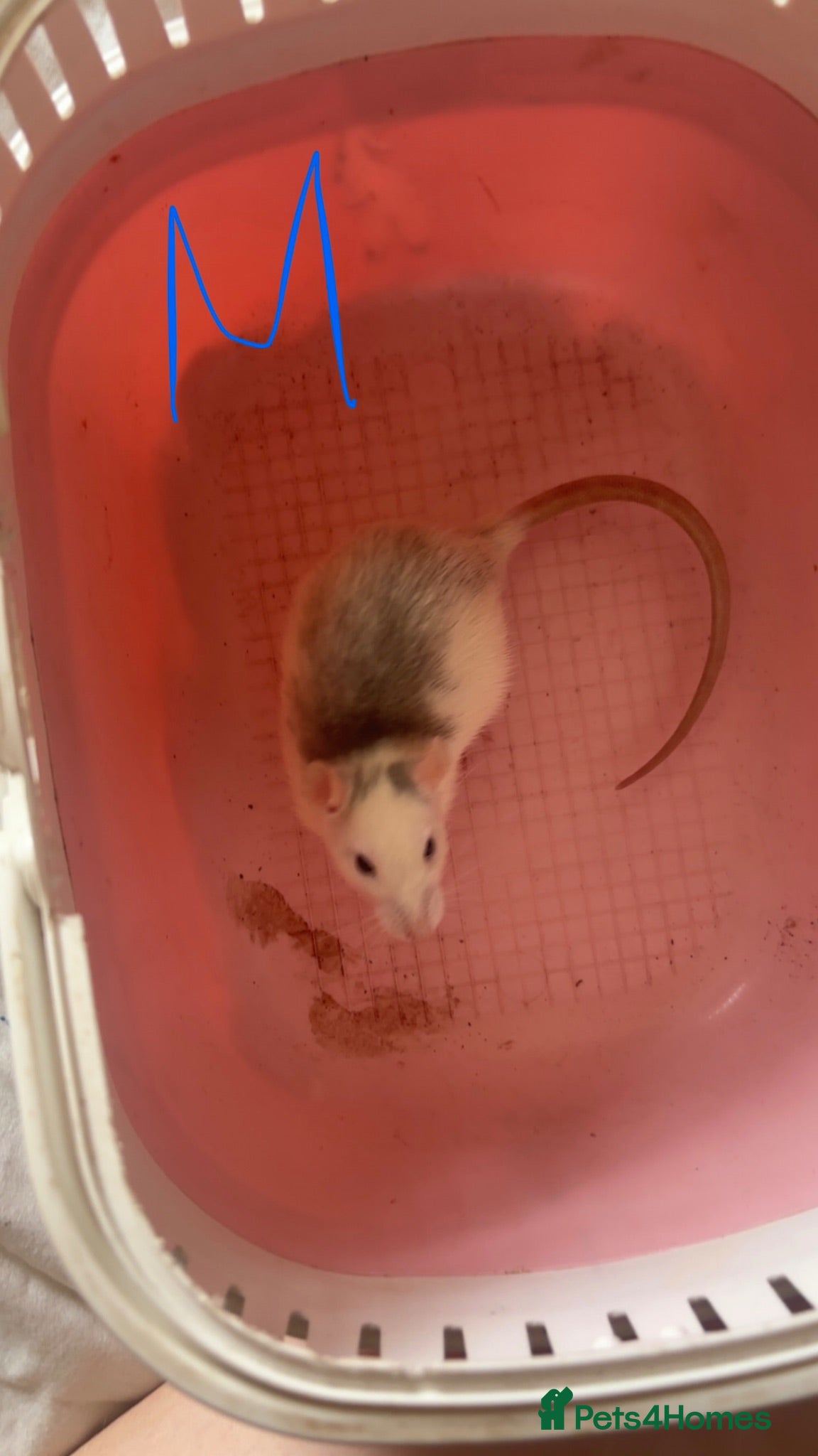 Rat rodents Baby rats ready to leave 🤍 - Advert 1
