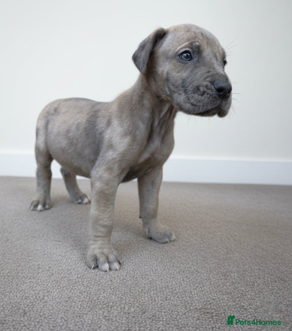 Great Dane dogs KC Registered Great Danes - Stunning Litter  - Advert 2