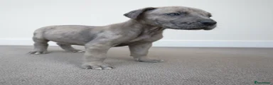 Great Dane Puppy 1
