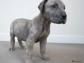 Great Dane dogs KC Registered Great Danes - Stunning Litter - Advert 2