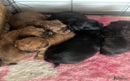 Shihpoo dogs for sale: Shipoo Pups LAST 2 - Image 11