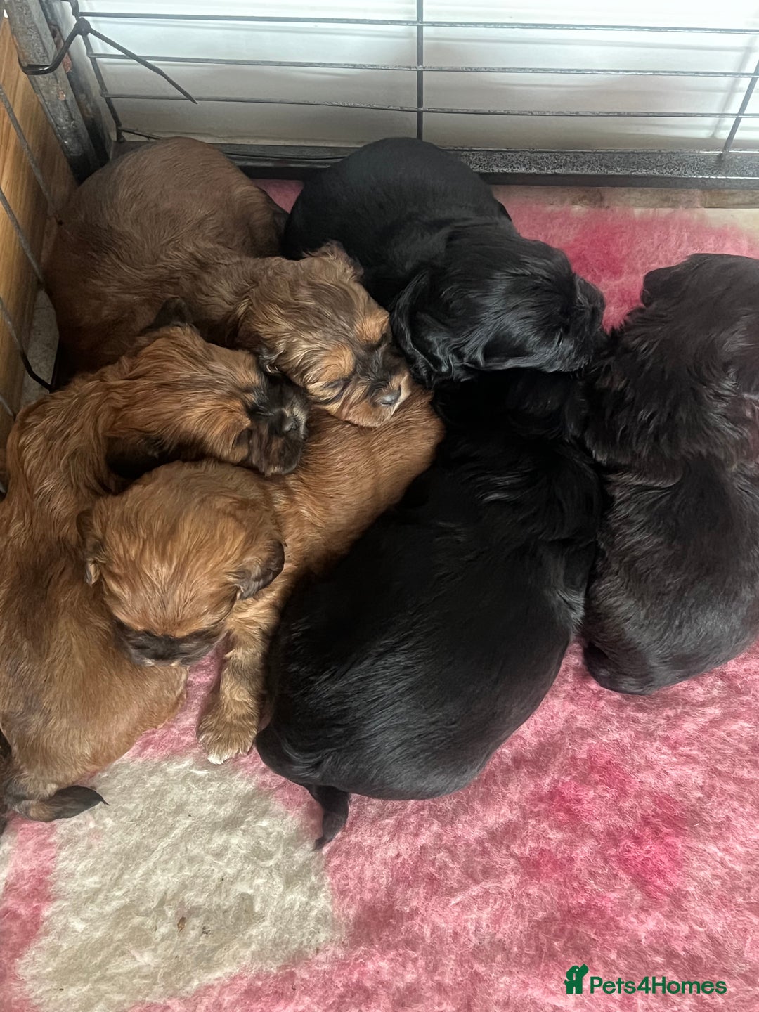 Shihpoo dogs for sale: Shipoo Pups LAST 2 - Image 11