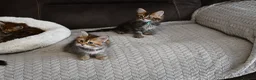Siberian cats for sale: Pedigree Siberian Kittens from Tunguska House - Advert 18