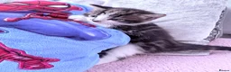 Mixed Breed cats for sale: Kittens - Advert 2