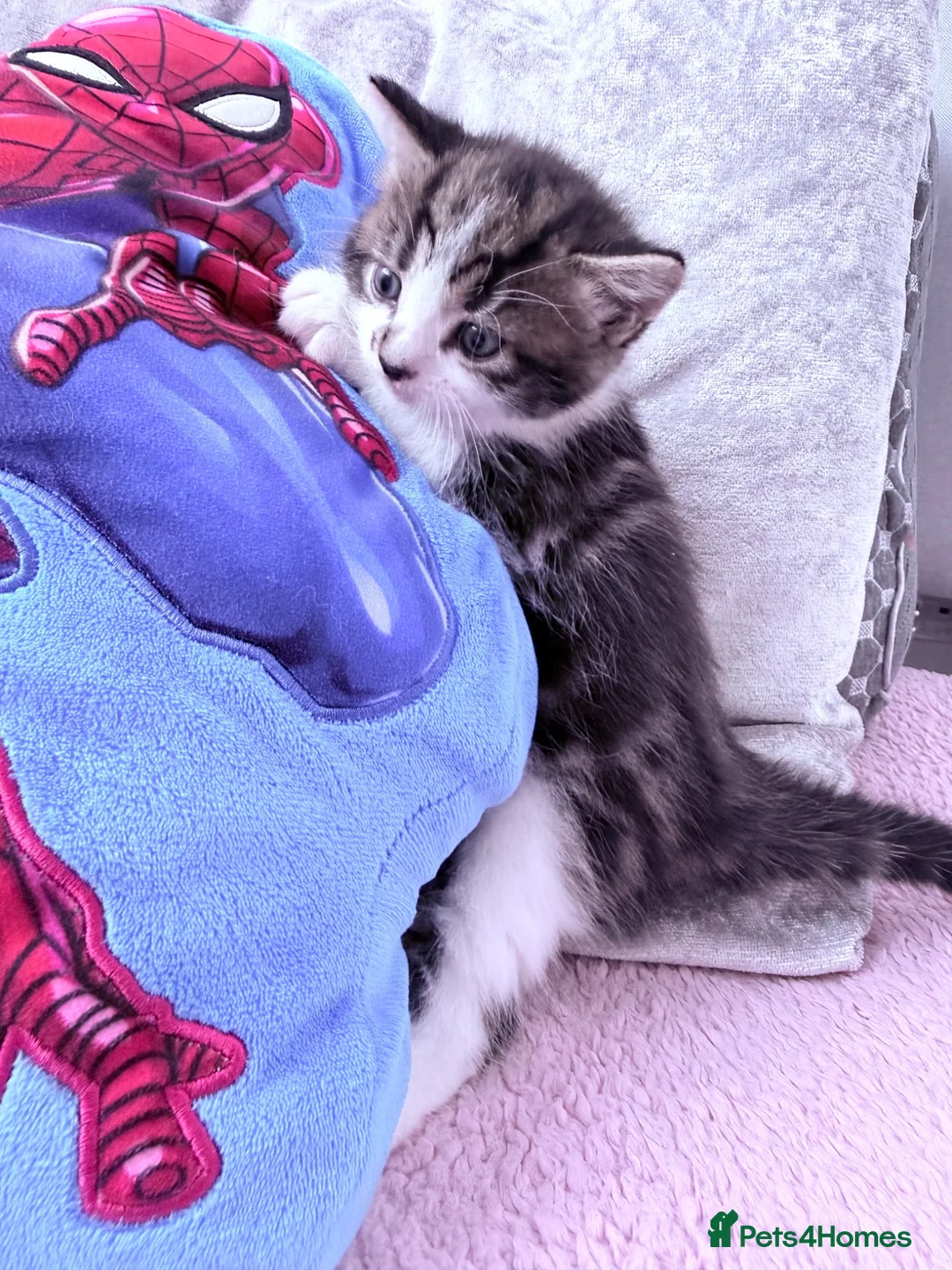 Mixed Breed cats for sale: Kittens - Advert 2