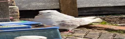 Pigeons birds for sale: Modena Pigeon for sale  - Advert 2