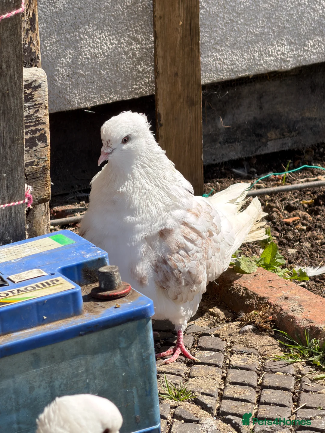 Pigeons birds for sale: Modena Pigeon for sale  - Advert 2