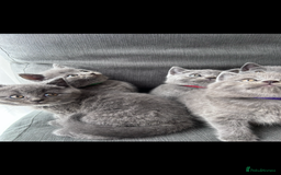 British Shorthair cats for sale: PURE PEDIGREE BSH KITTENS - Image 24