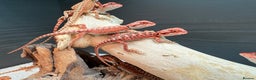Bearded Dragon reptiles for sale: Red Monster x Spanish Red baby Bearded Dragons - Advert 4