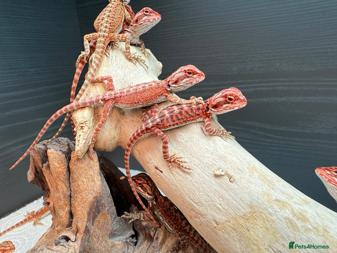 Bearded Dragon reptiles for sale: Red Monster x Spanish Red baby Bearded Dragons - Image 4