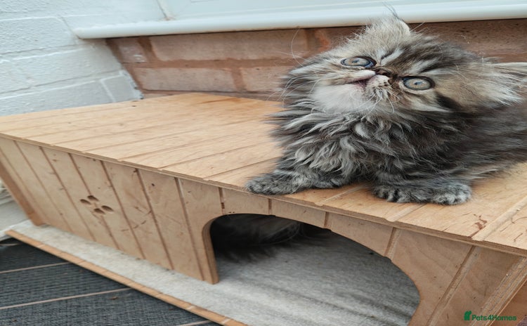 Persian cats - Advert 2
