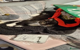 Mixed Breed cats for sale: Female kitten - Image 1