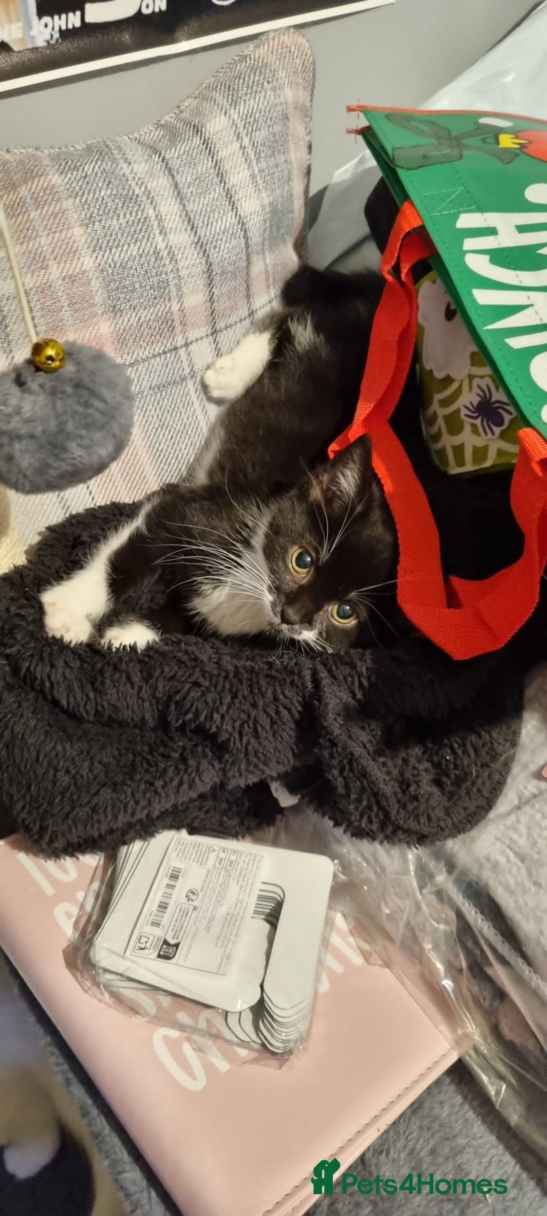 Mixed Breed cats for sale: Female kitten - Image 1